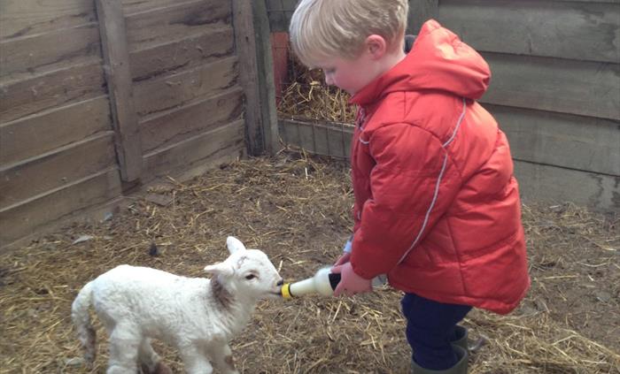 Hands on with the friendly animals at Nannerth Country Holidays. Lambing live is very popular with our young guests.